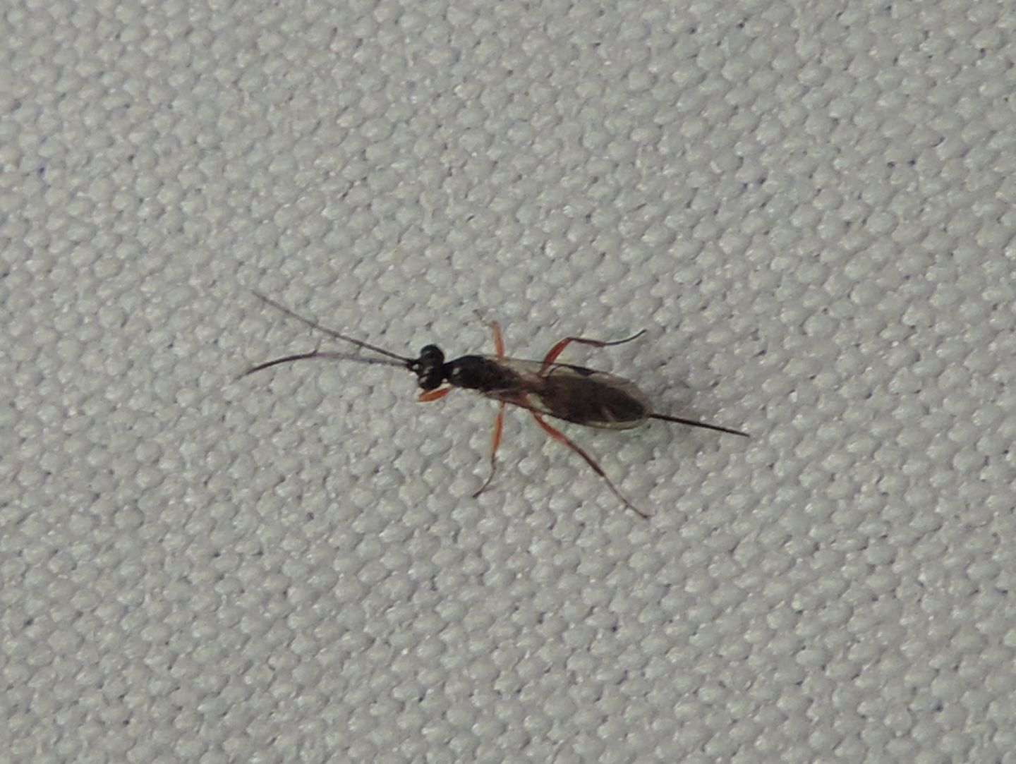 Ichneumonidae