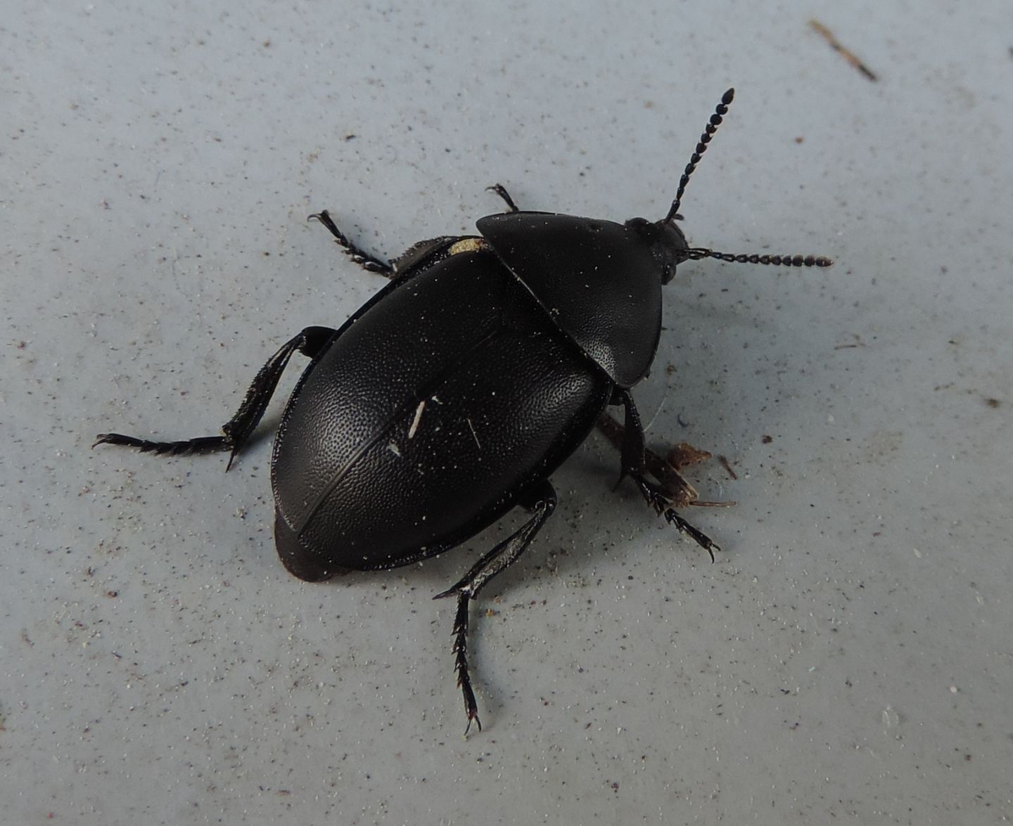 Silphidae:  Ablattaria laevigata?  Sì !