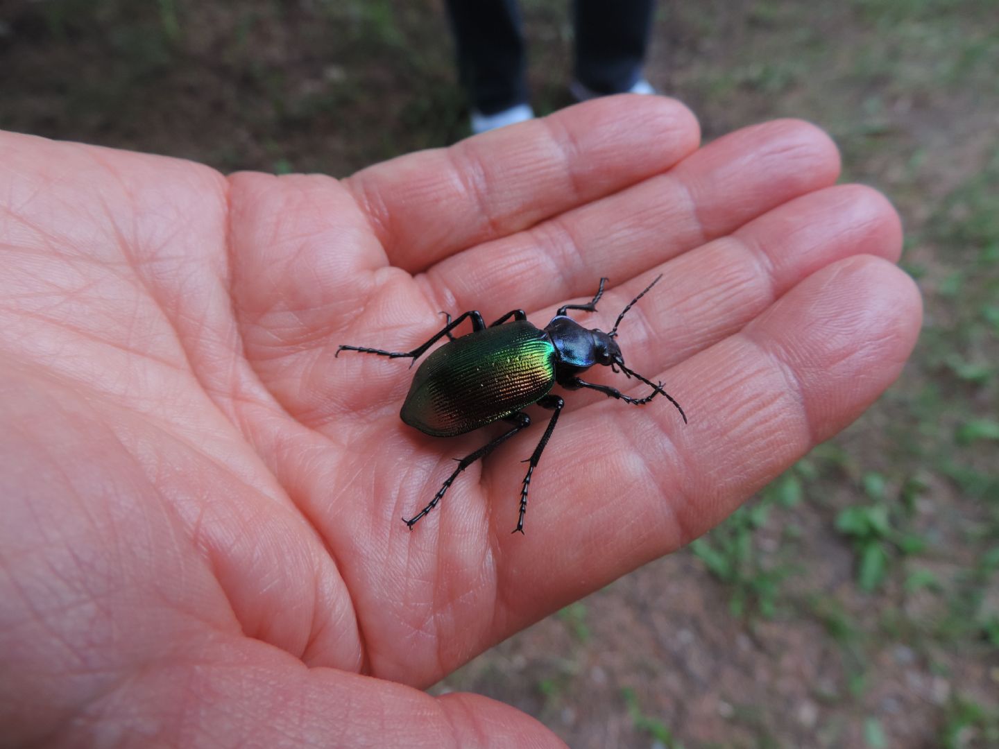 Domanda su Calosoma sycophanta