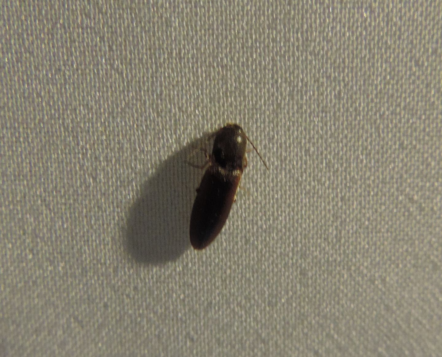 Elateridae: cfr. Agriotes sp.