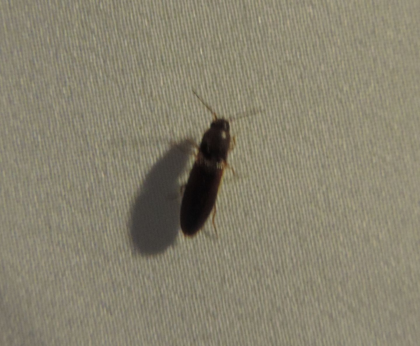 Elateridae: cfr. Agriotes sp.