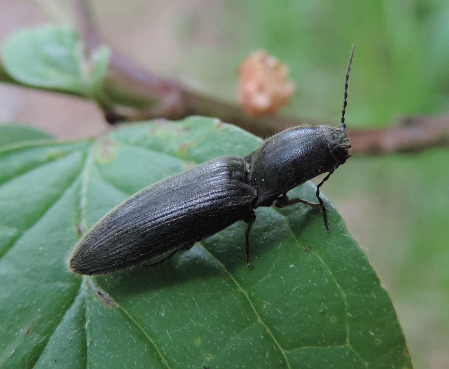 Elateridae:  cfr. Hemicrepidius hirtus