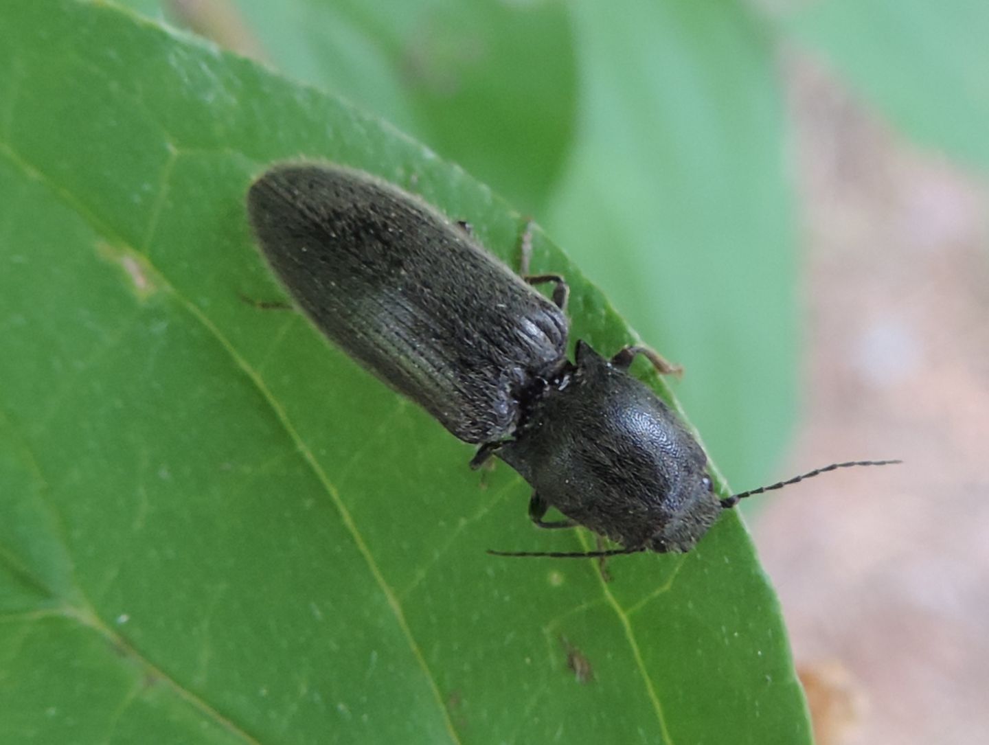 Elateridae:  cfr. Hemicrepidius hirtus