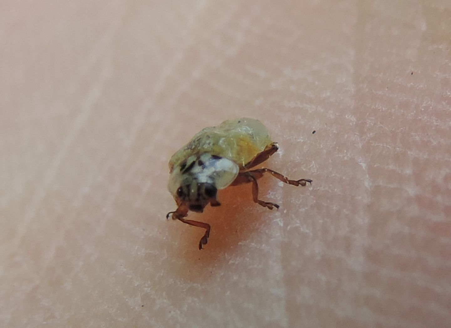 Coccinella malformata:  Hamonia axyridis
