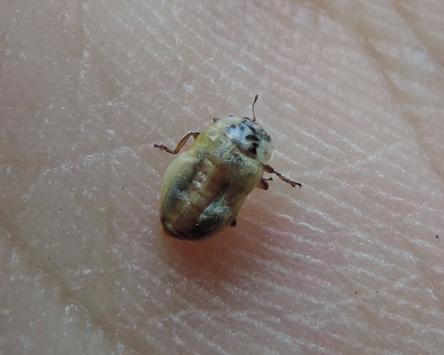 Coccinella malformata:  Hamonia axyridis