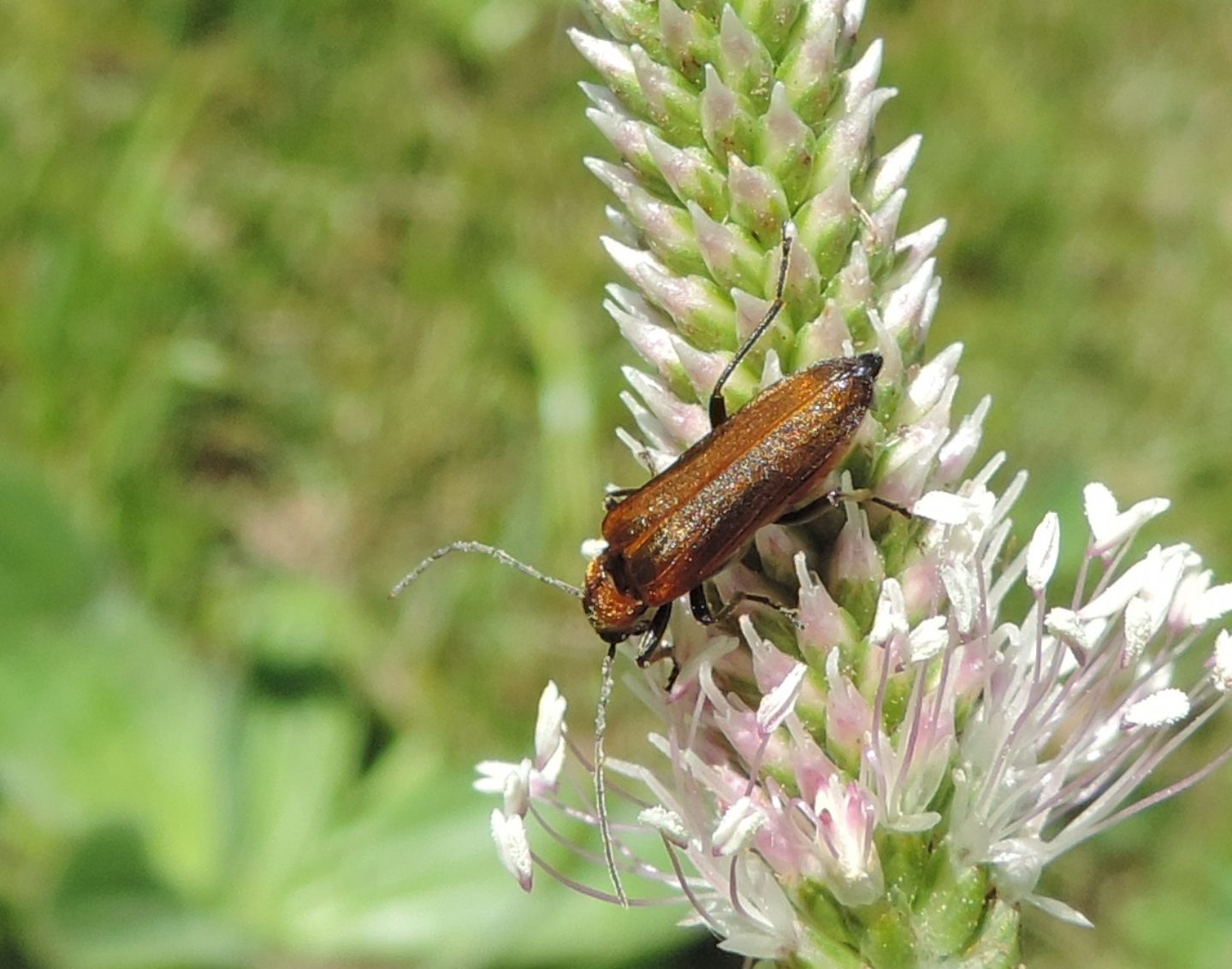 Oedemeridae: Anogcodes rufiventris? Sì.