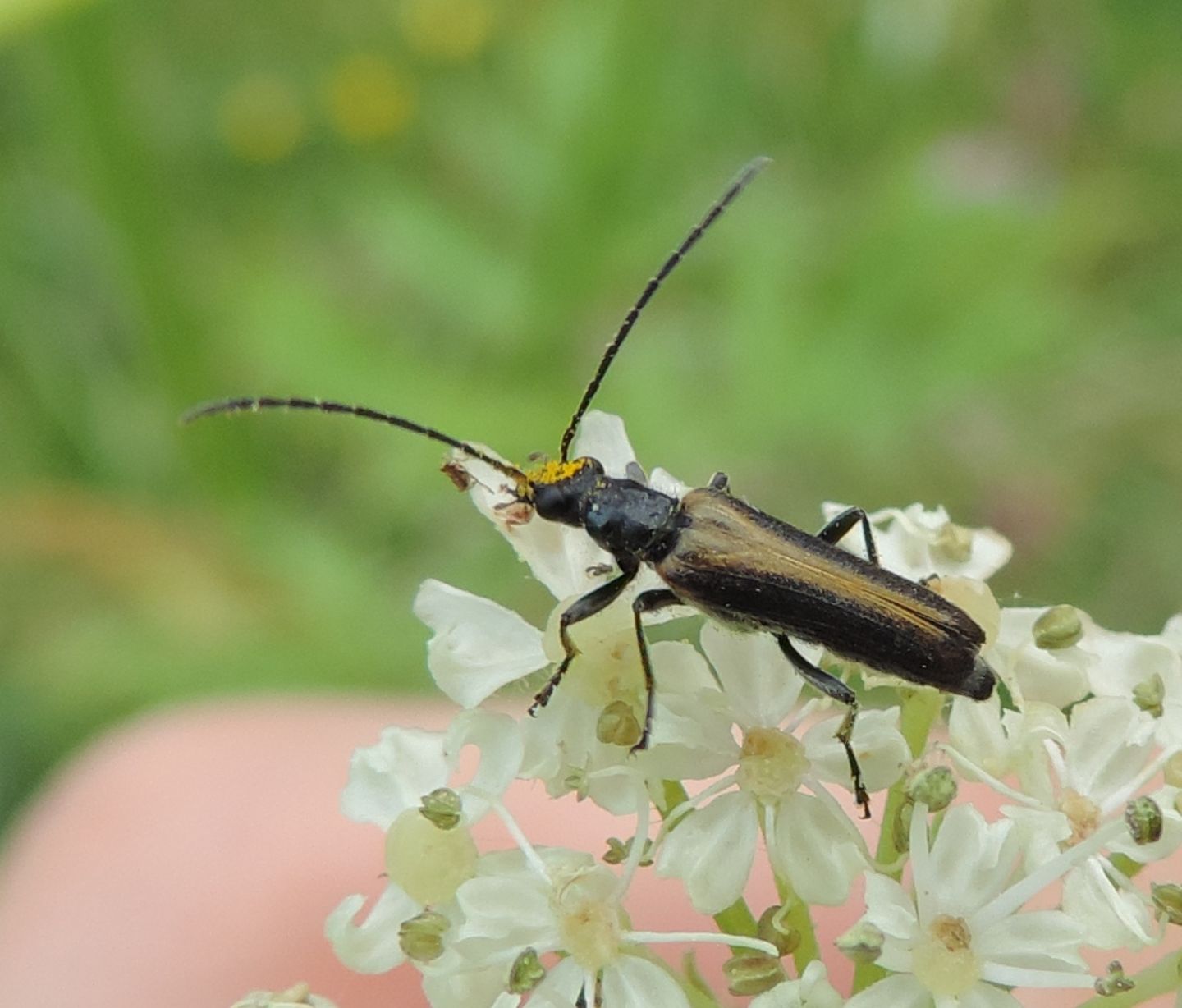 Oedemeridae: Anogcodes rufiventris? Sì.