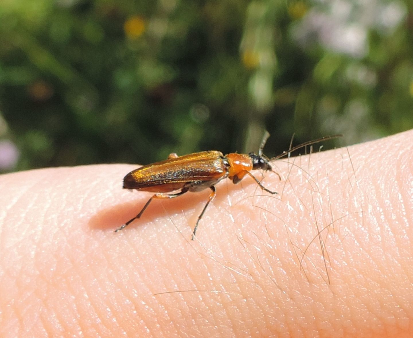 Oedemeridae: Anogcodes rufiventris? Sì.