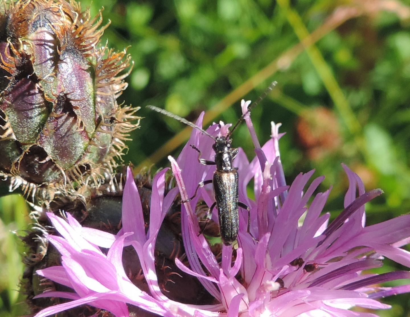 Oedemeridae: Anogcodes rufiventris? Sì.