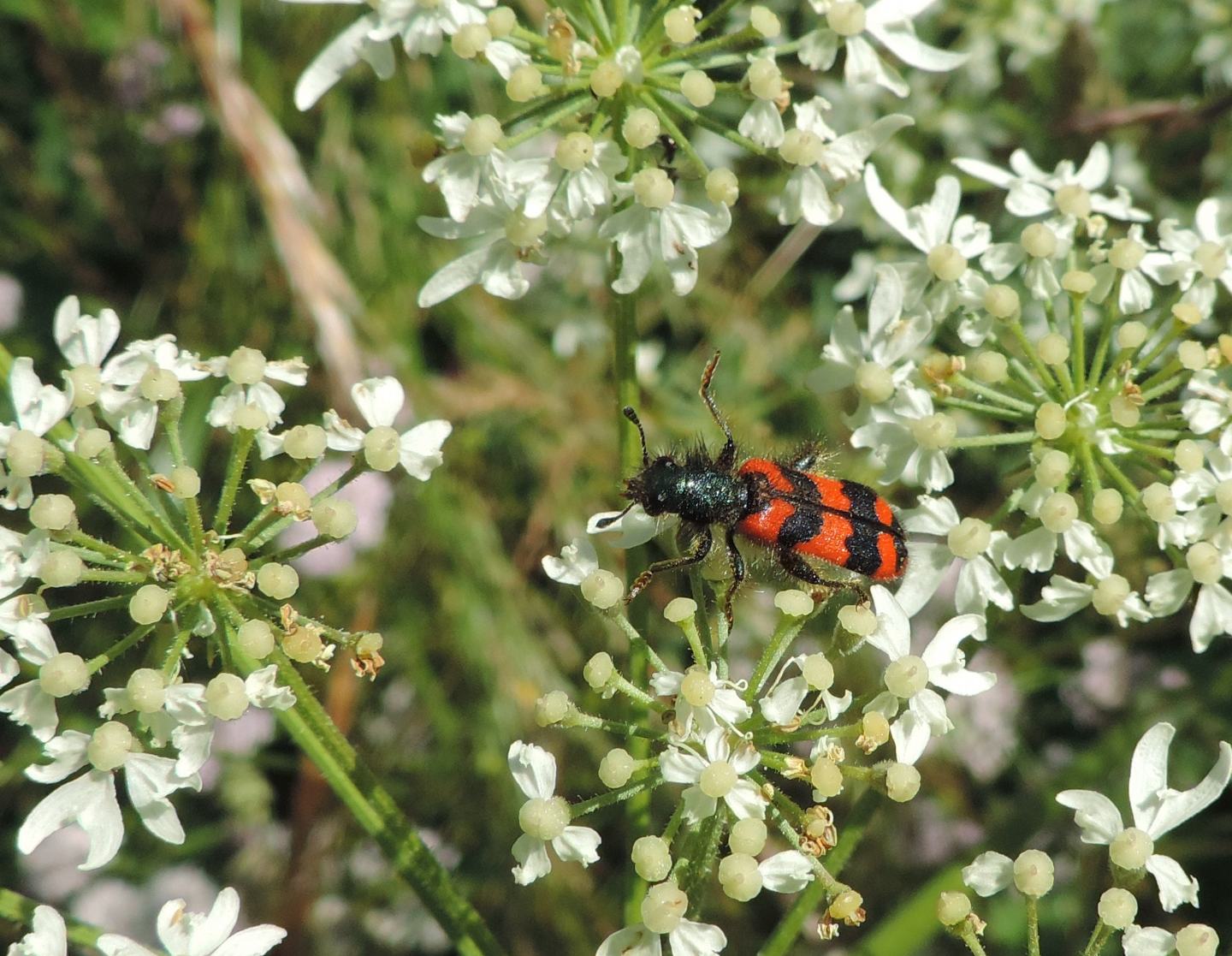 Domanda sui Trichodes