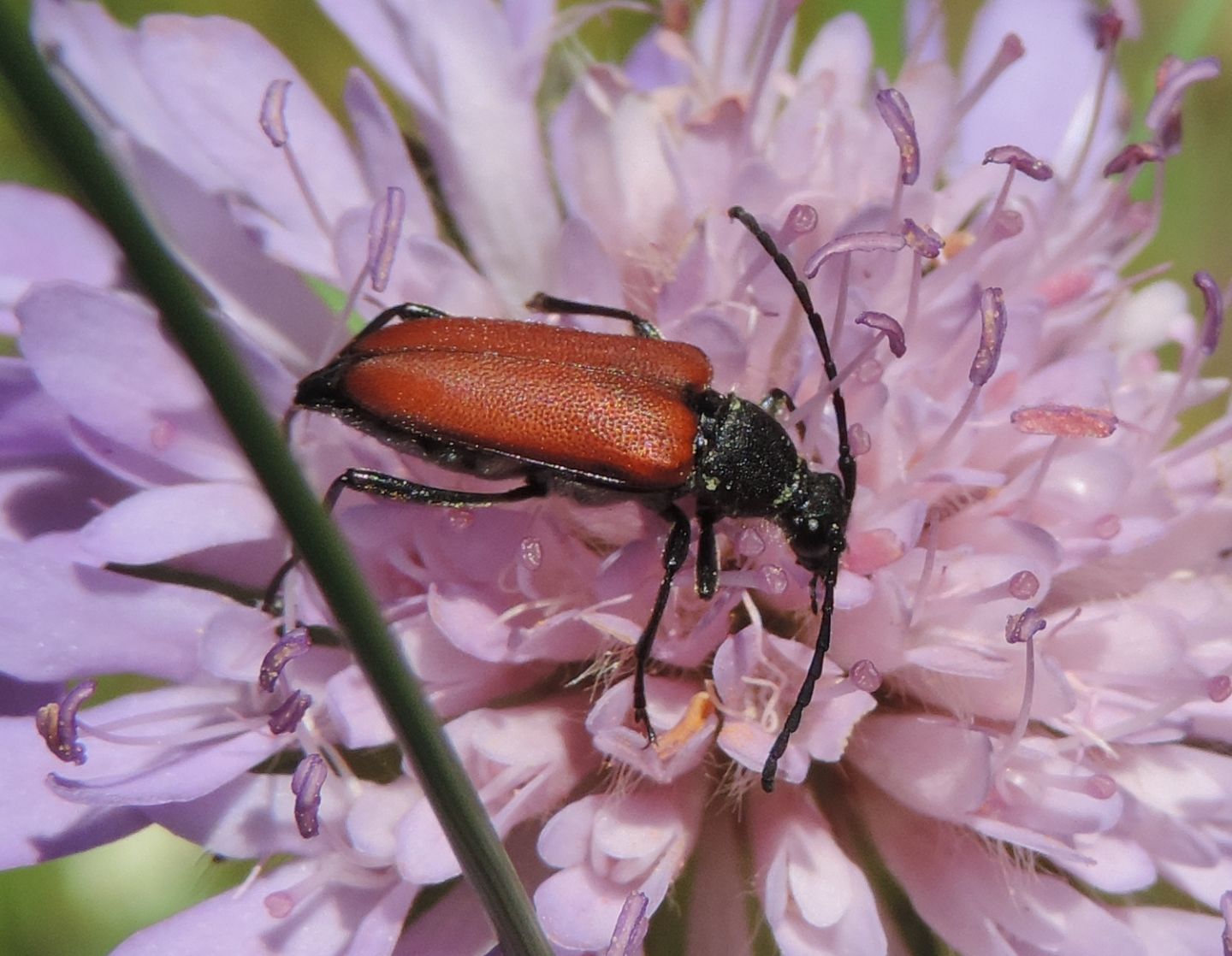 Cerambicidae: Anastrangalia dubia?  Anastrangalia cfr. sanguinolenta, femmina