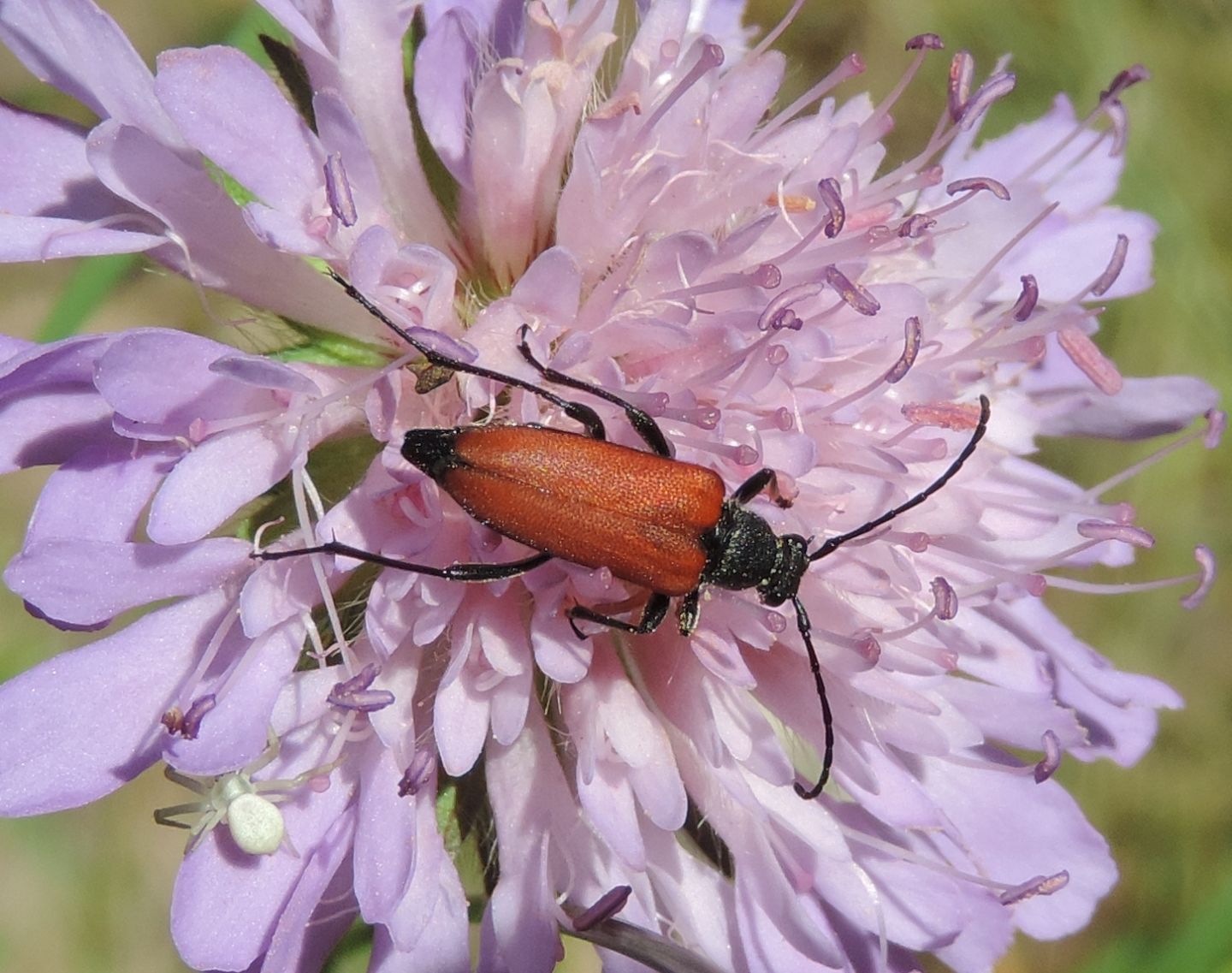 Cerambicidae: Anastrangalia dubia?  Anastrangalia cfr. sanguinolenta, femmina