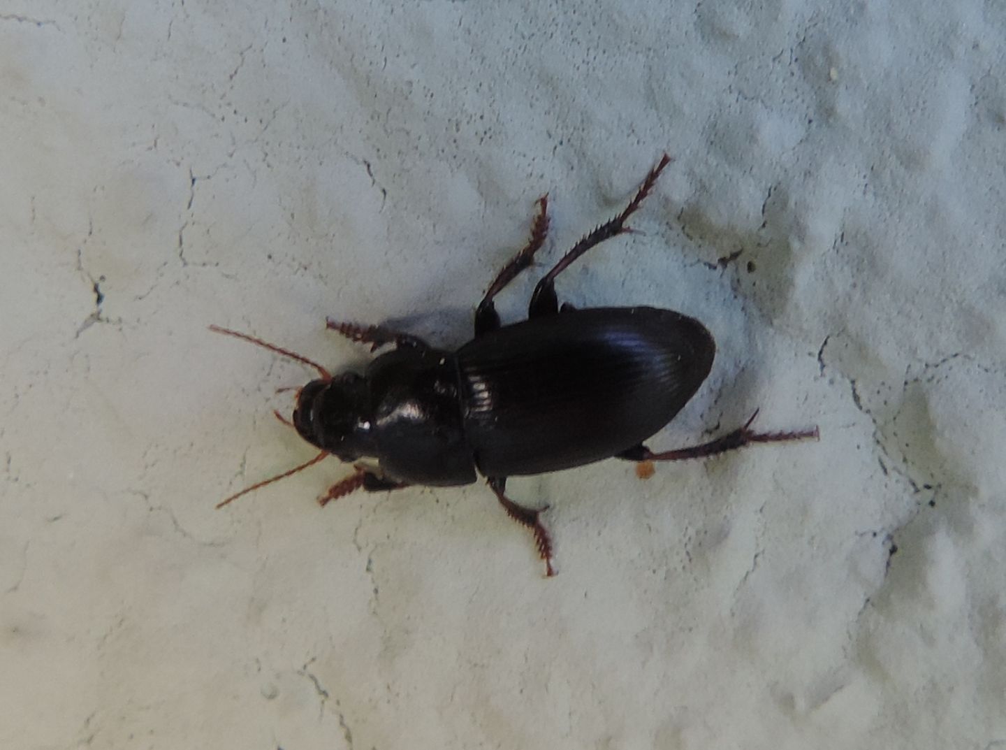 Harpalus? s, forse Harpalus tardus