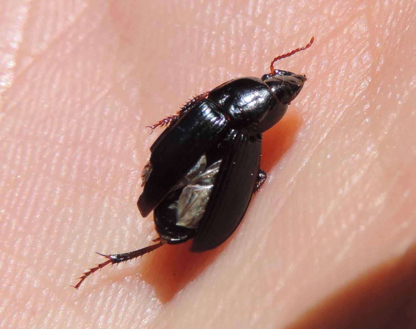 Harpalus? s, forse Harpalus tardus