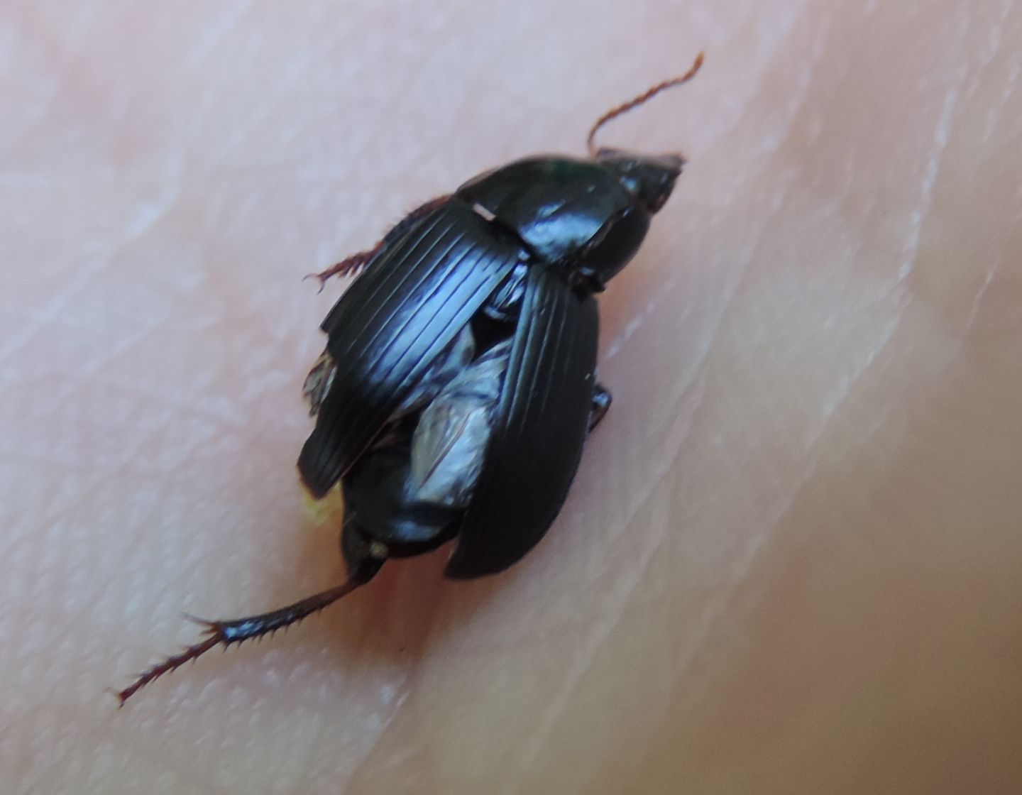 Harpalus? s, forse Harpalus tardus