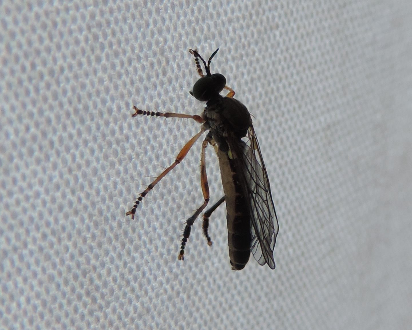 Asilidae:  Dioctria sp.?  S !