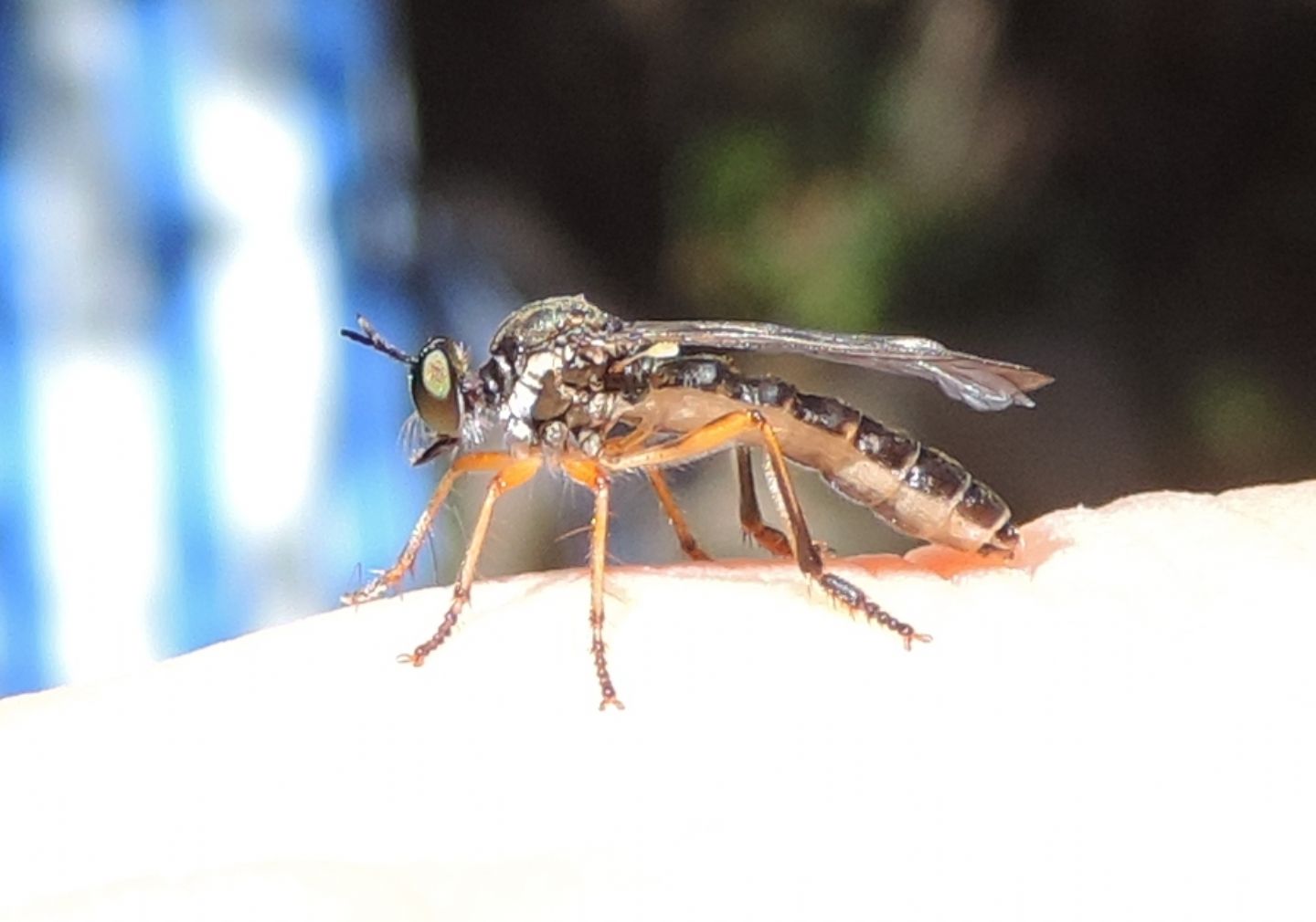 Asilidae:  Dioctria sp.?  S !