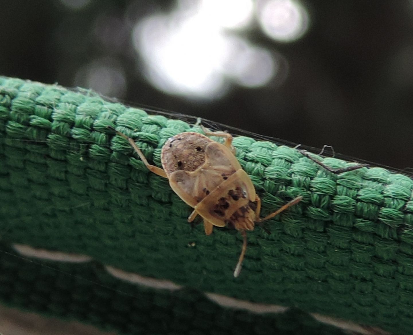 Ninfa di Pentatomidae?   No, di Lygaeidae: Emblethis cfr. duplicatus