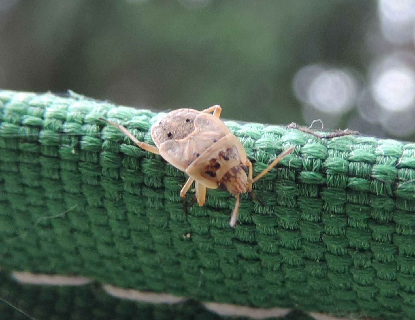 Ninfa di Pentatomidae?   No, di Lygaeidae: Emblethis cfr. duplicatus