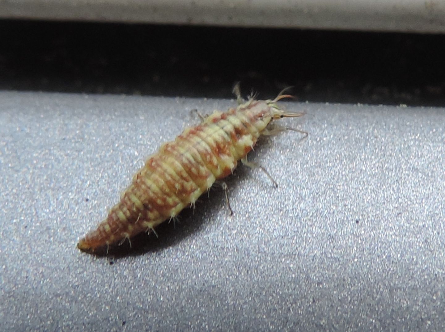 Larva di Chrysopidae?    Sì, di Chrysoperla sp.