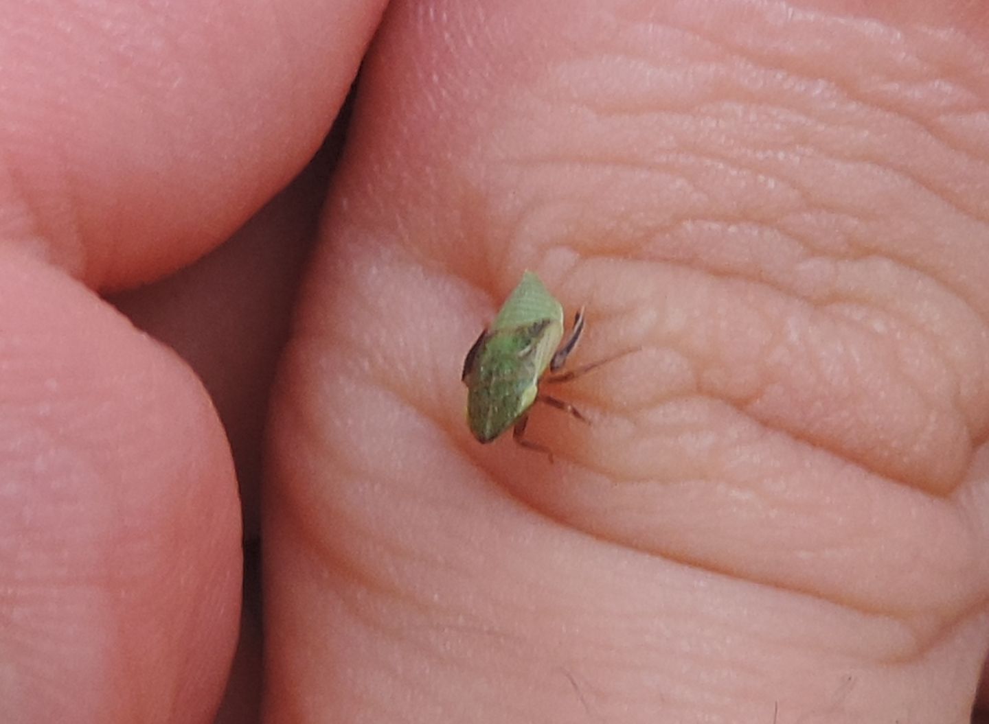 Ninfa di Aphrodes sp. (Cicadellidae)