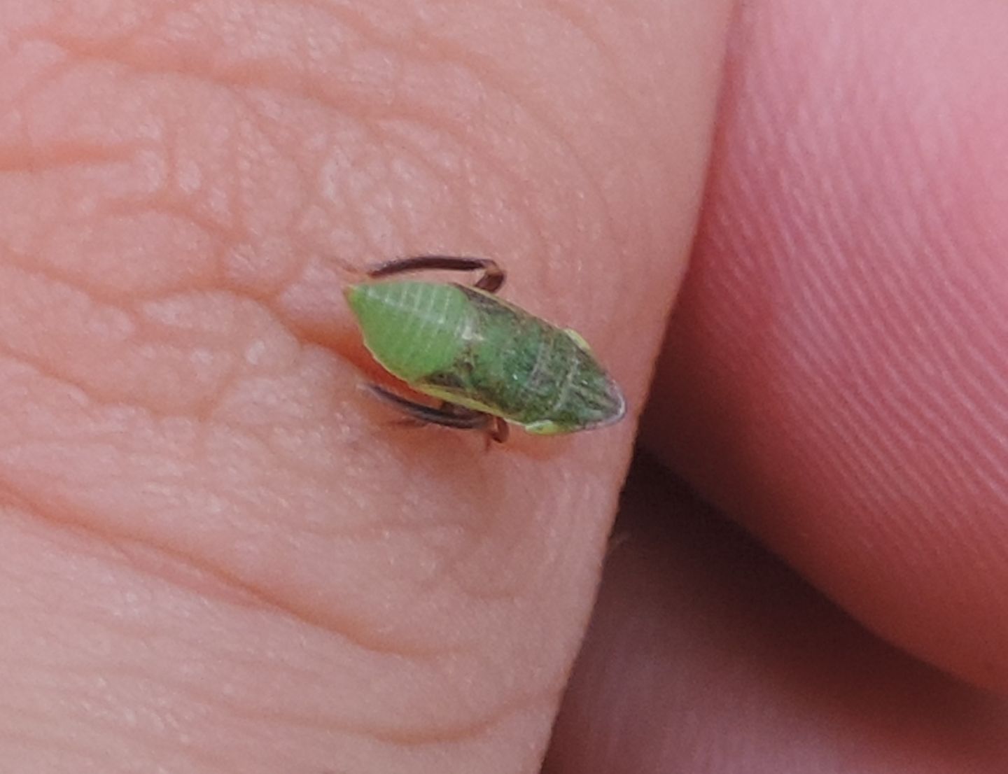 Ninfa di Aphrodes sp. (Cicadellidae)