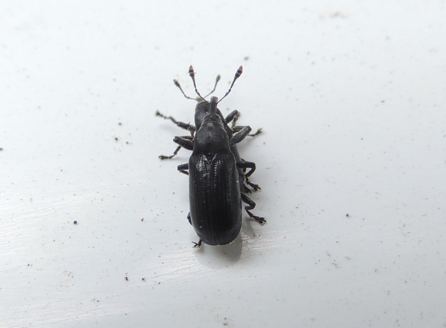 coppia di Apionidae?  No, di Curculionidae:  Magdalis nitida