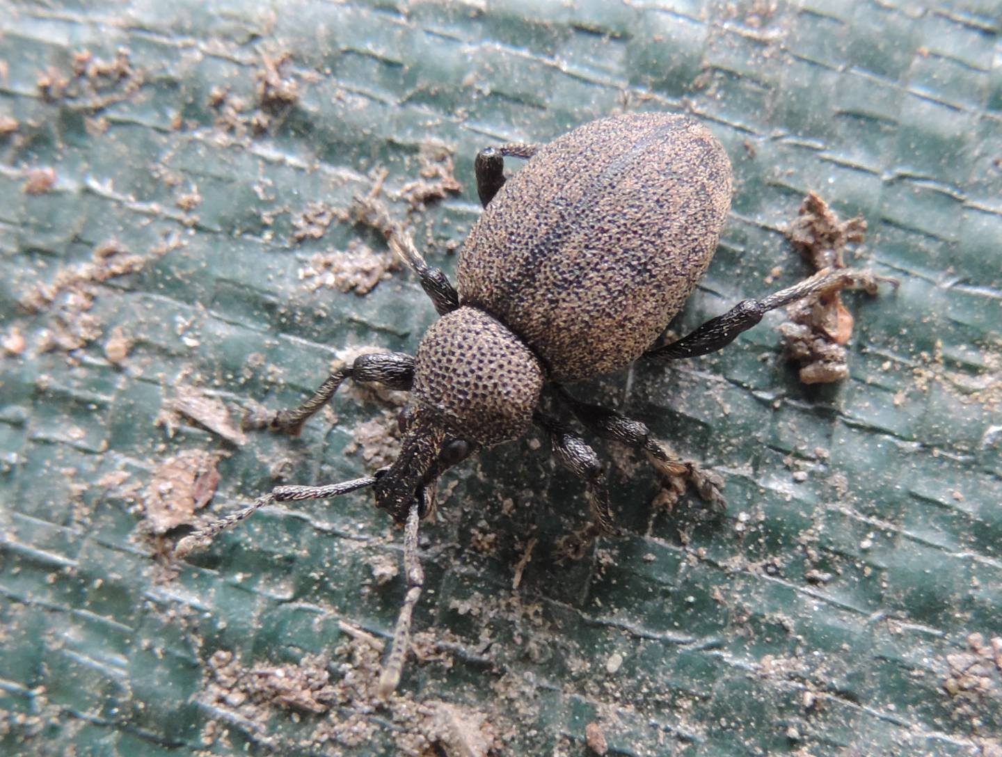 altro Otiorhynchus?  S,  Otiorhynchus (Cryphiphorus) ligustici