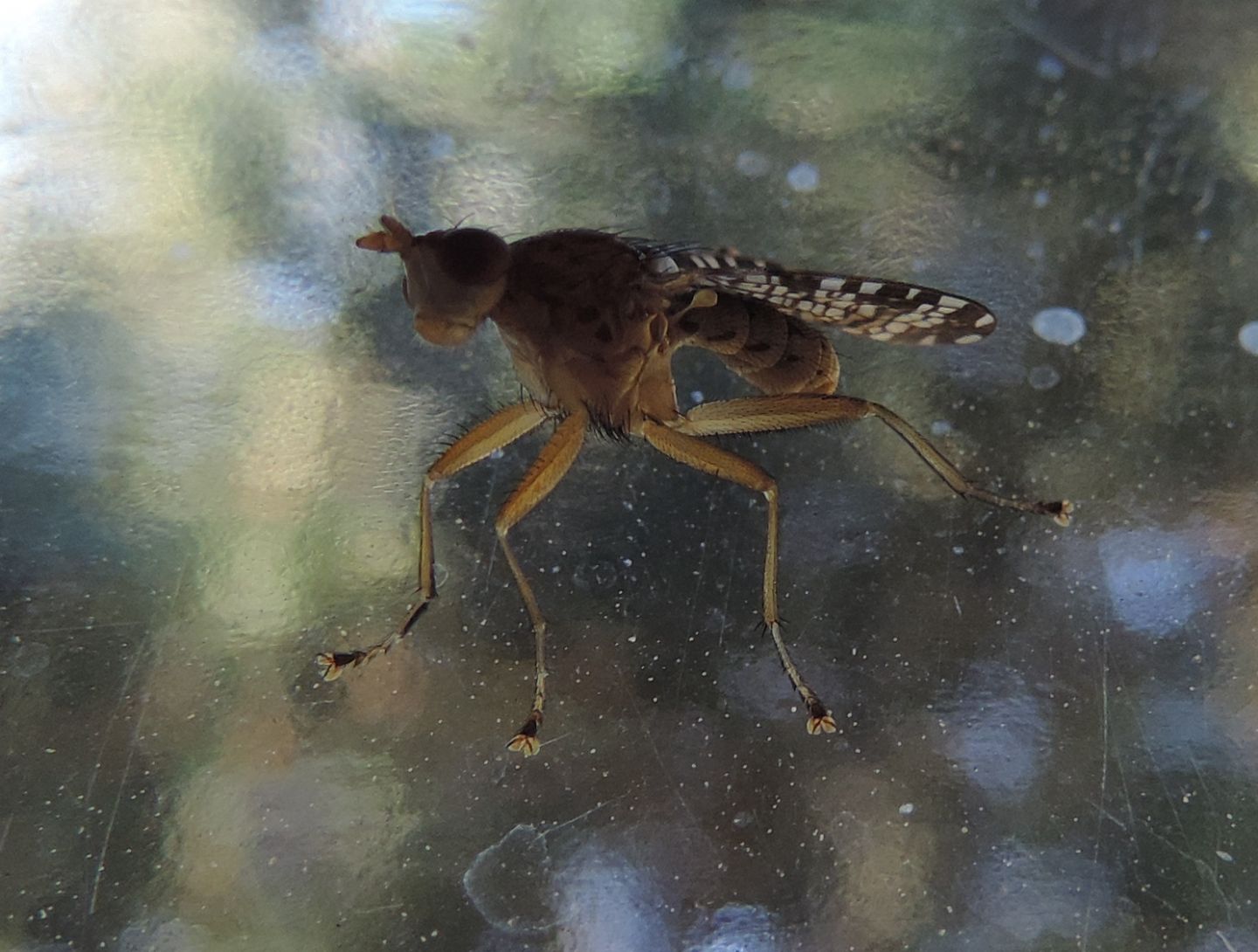 Tephritidae?   No, Sciomyzidae: Euthycera chaerophylli