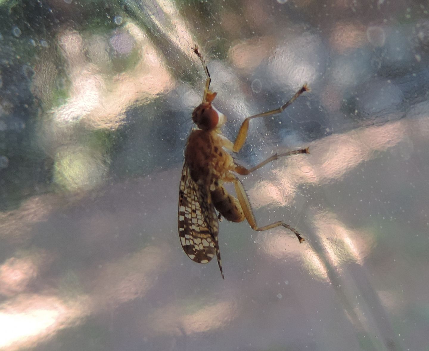 Tephritidae?   No, Sciomyzidae: Euthycera chaerophylli