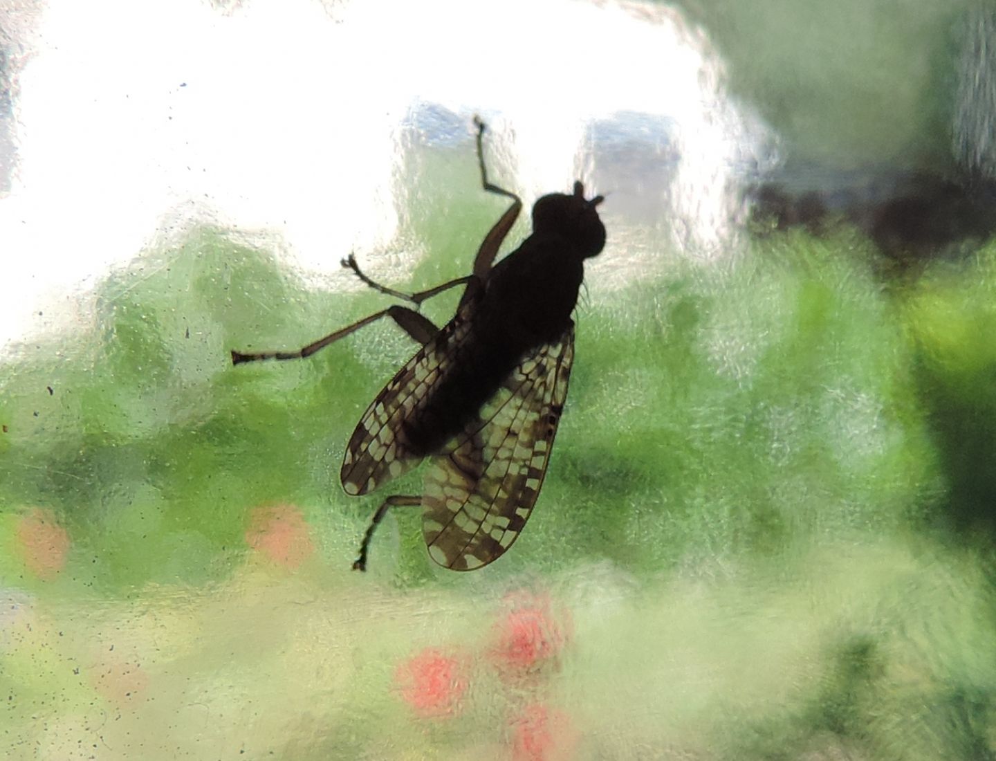 Tephritidae?   No, Sciomyzidae: Euthycera chaerophylli