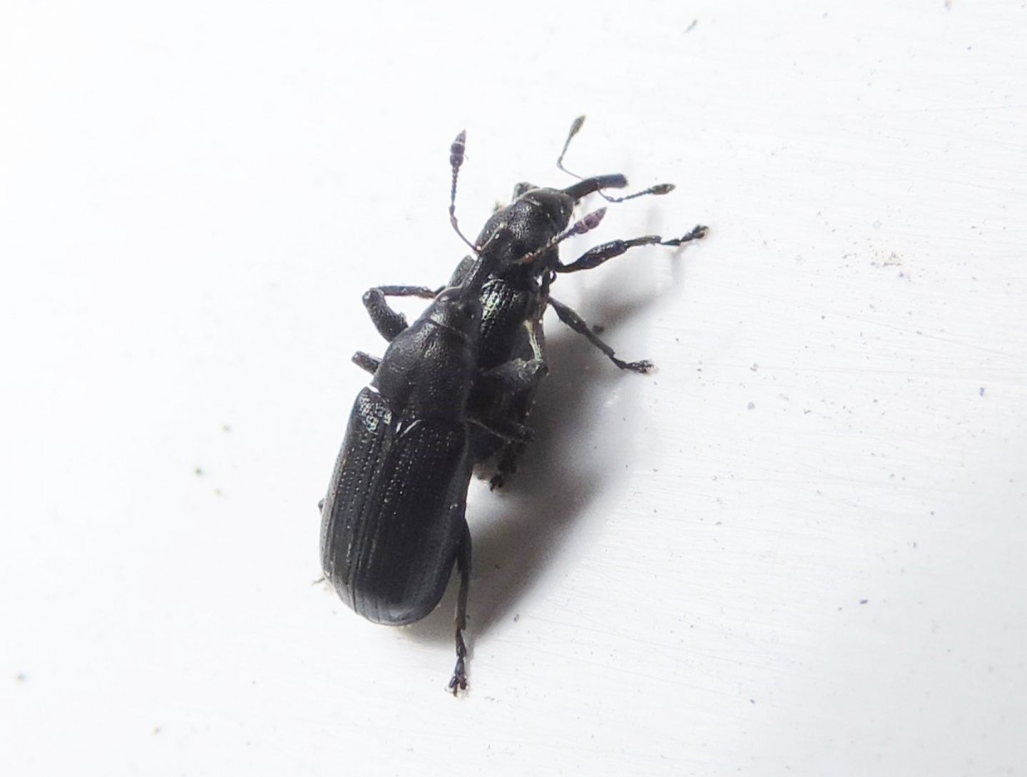 coppia di Apionidae?  No, di Curculionidae:  Magdalis nitida