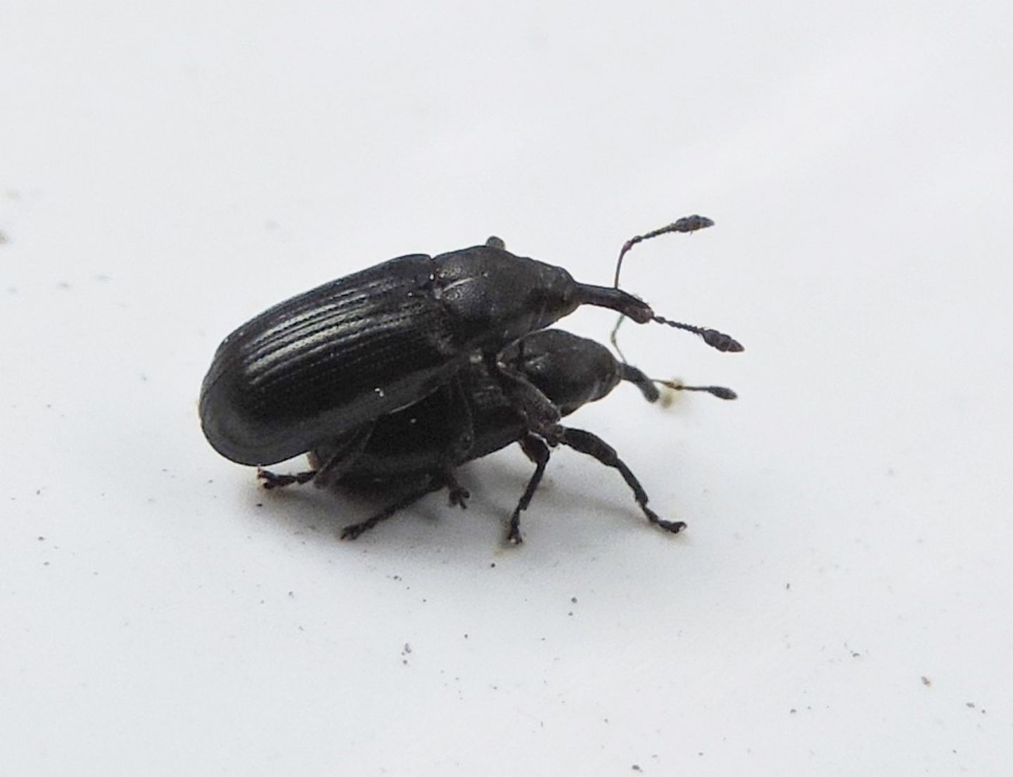 coppia di Apionidae?  No, di Curculionidae:  Magdalis nitida