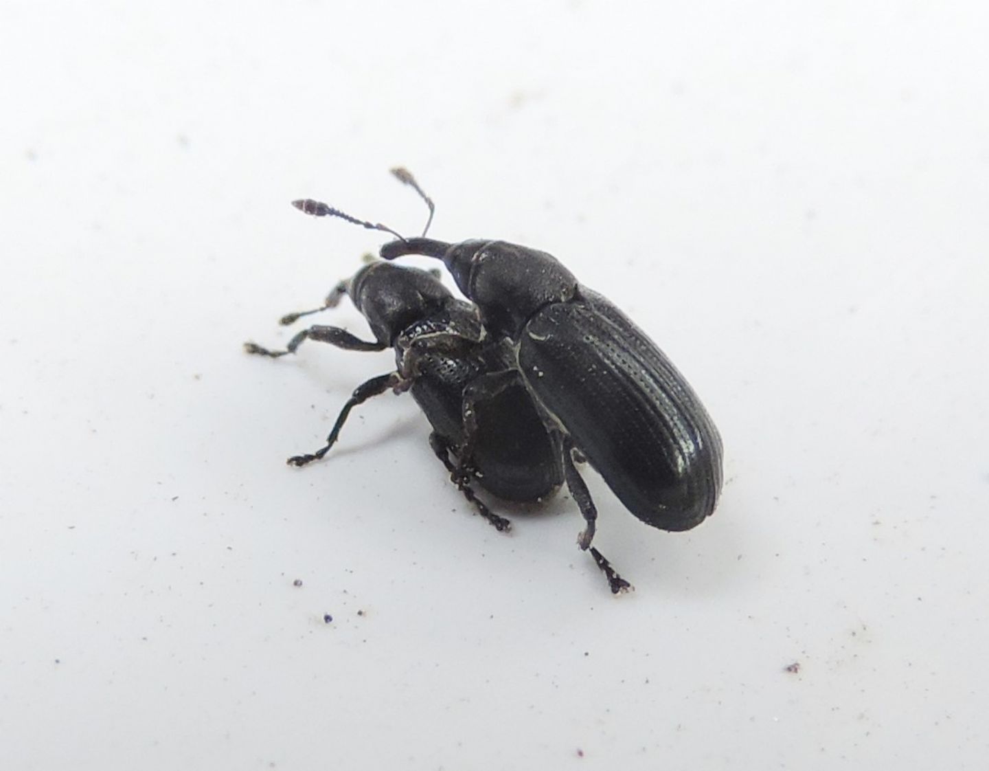 coppia di Apionidae?  No, di Curculionidae:  Magdalis nitida