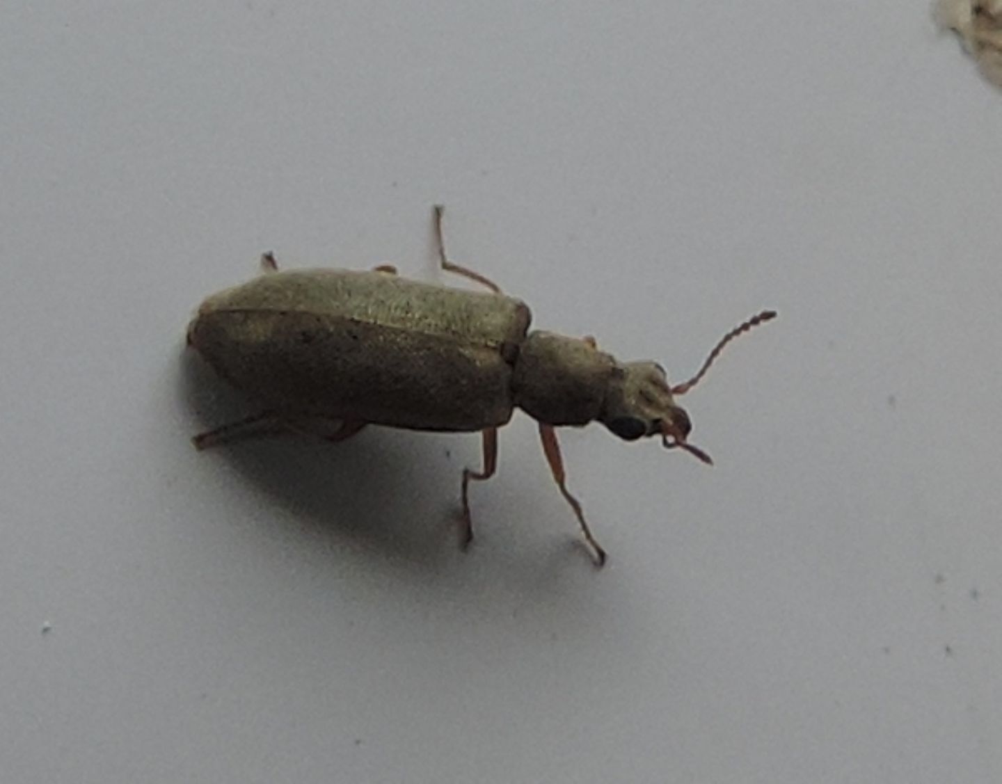 Dasytidae: Danacea sp.  (D. pallipes opp. D. montivaga)