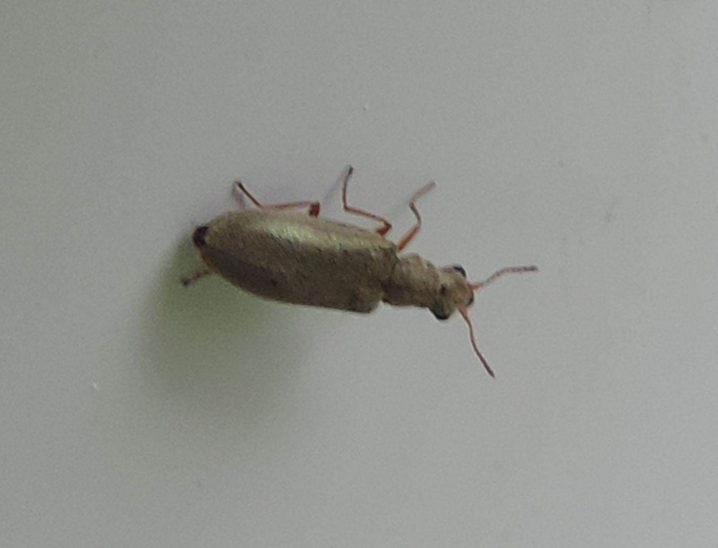 Dasytidae: Danacea sp.  (D. pallipes opp. D. montivaga)