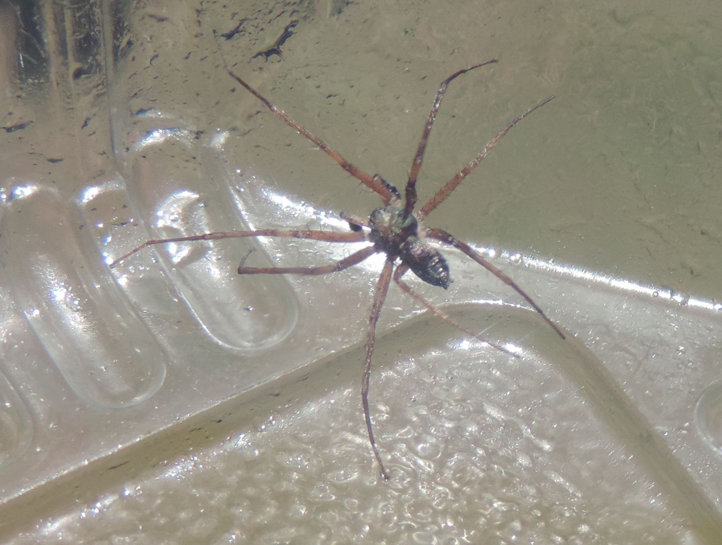 Philodromus sp., maschio - Salbertrand (TO)