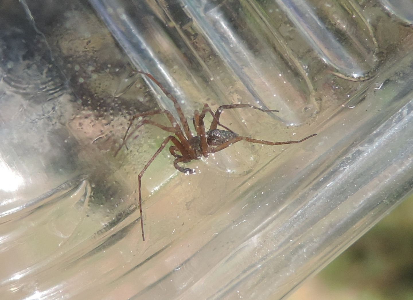 Philodromus sp., maschio - Salbertrand (TO)