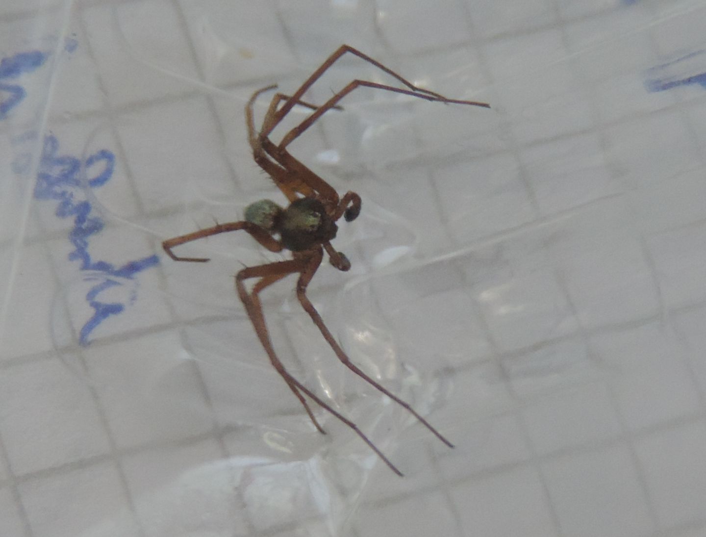 Philodromus sp., maschio - Salbertrand (TO)