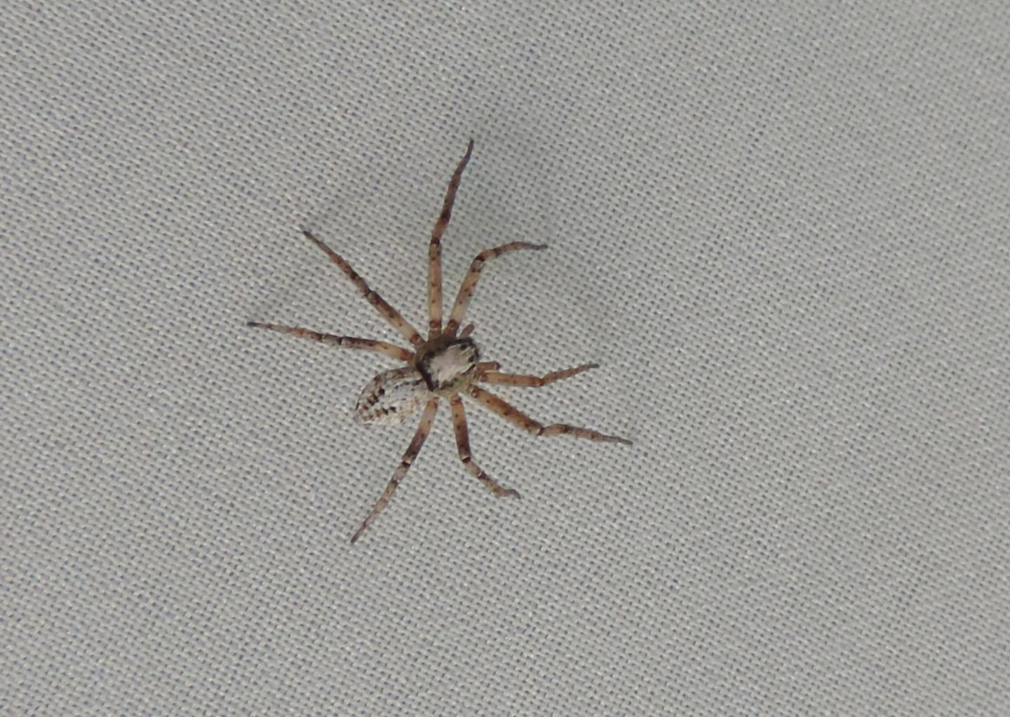 Philodromus sp., femmina - Salbertrand (TO)