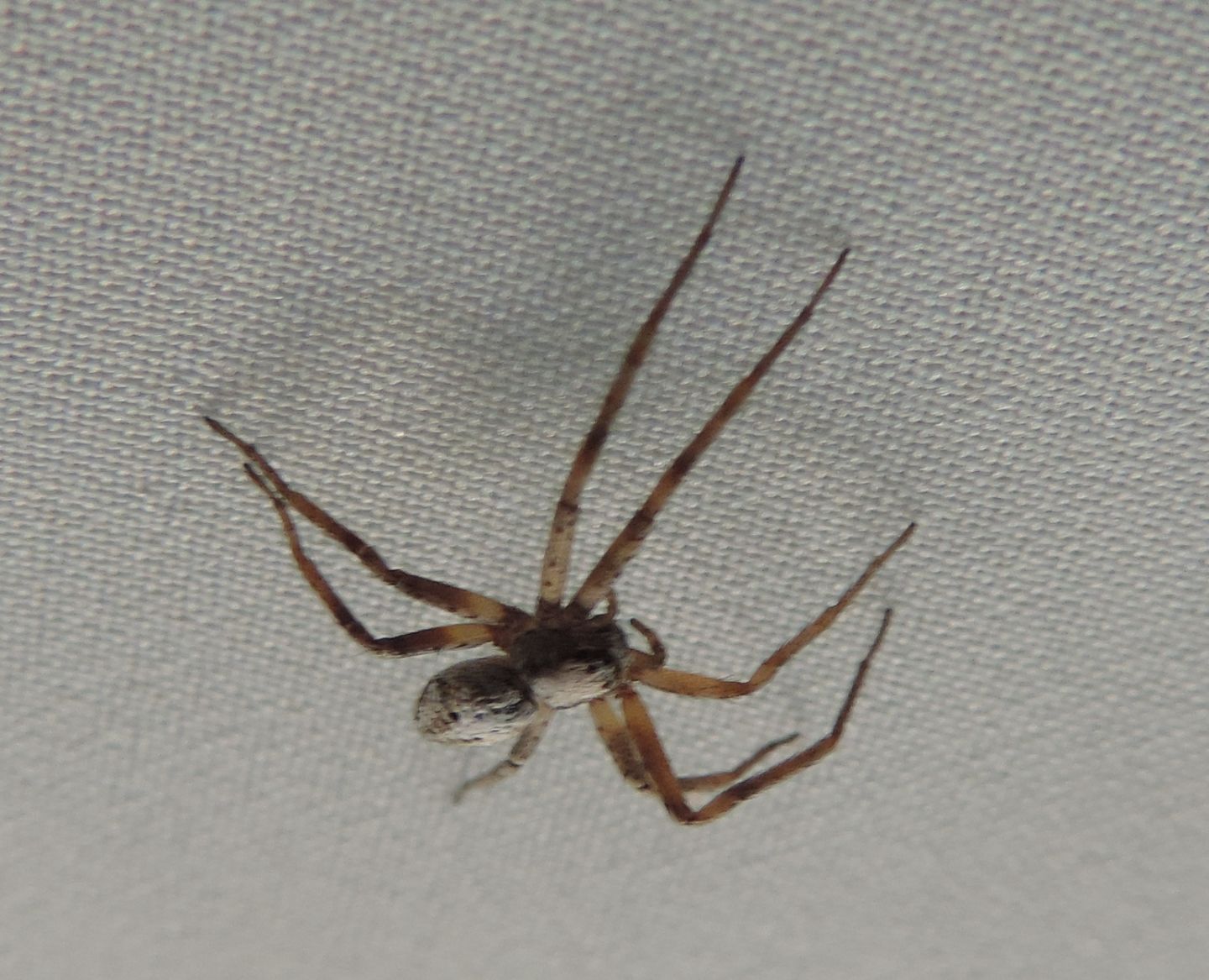 Philodromus sp., femmina - Salbertrand (TO)