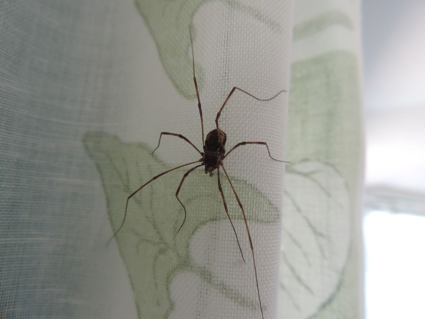 Phalangiidae:  cfr. Mitopus morio