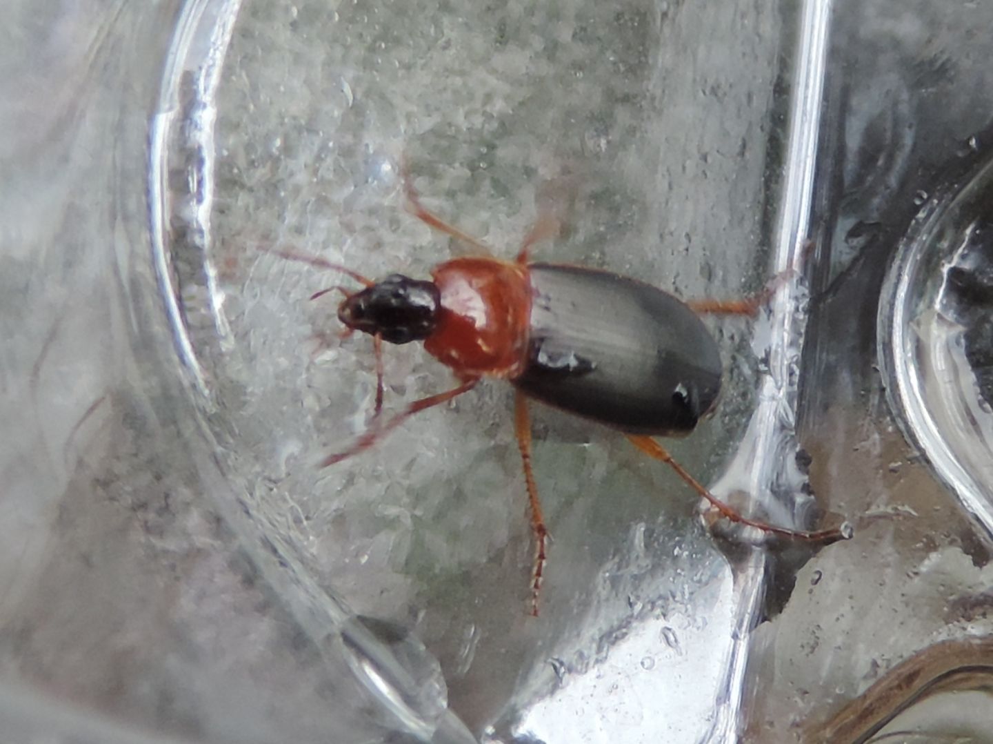 Carabidae: Calathus cinctus? no, C. melanocephalus