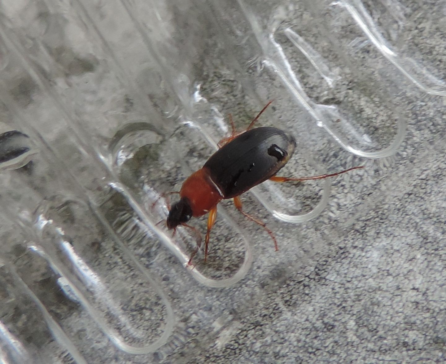 Carabidae: Calathus cinctus? no, C. melanocephalus