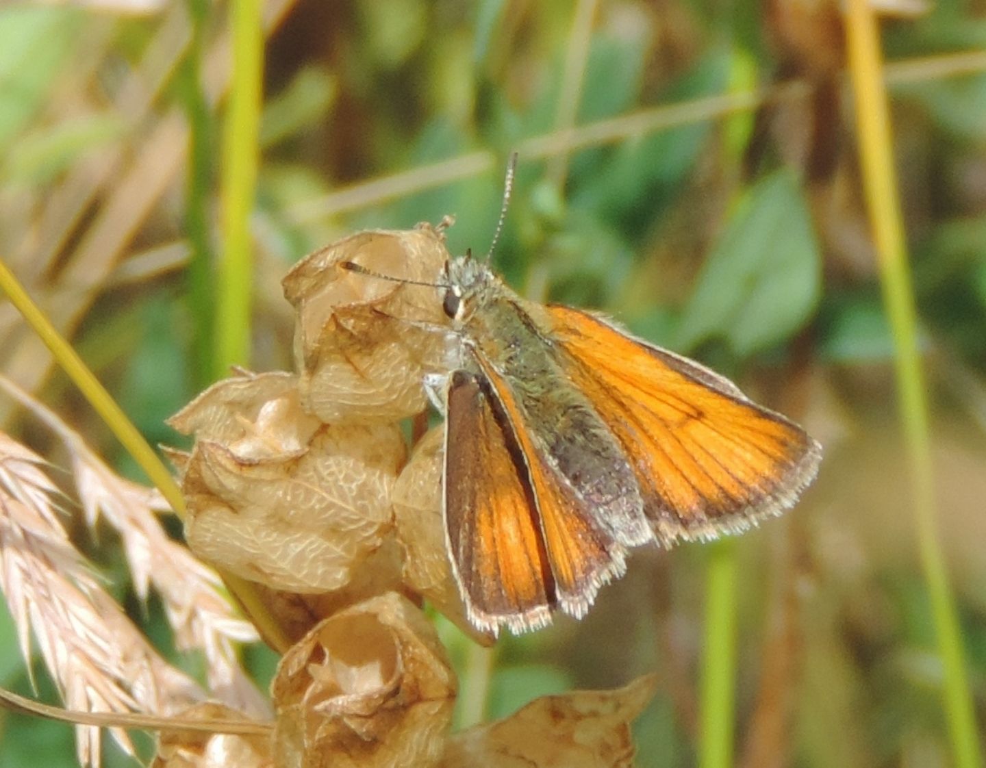 Thymelicus sylvestris, Hesperiidae