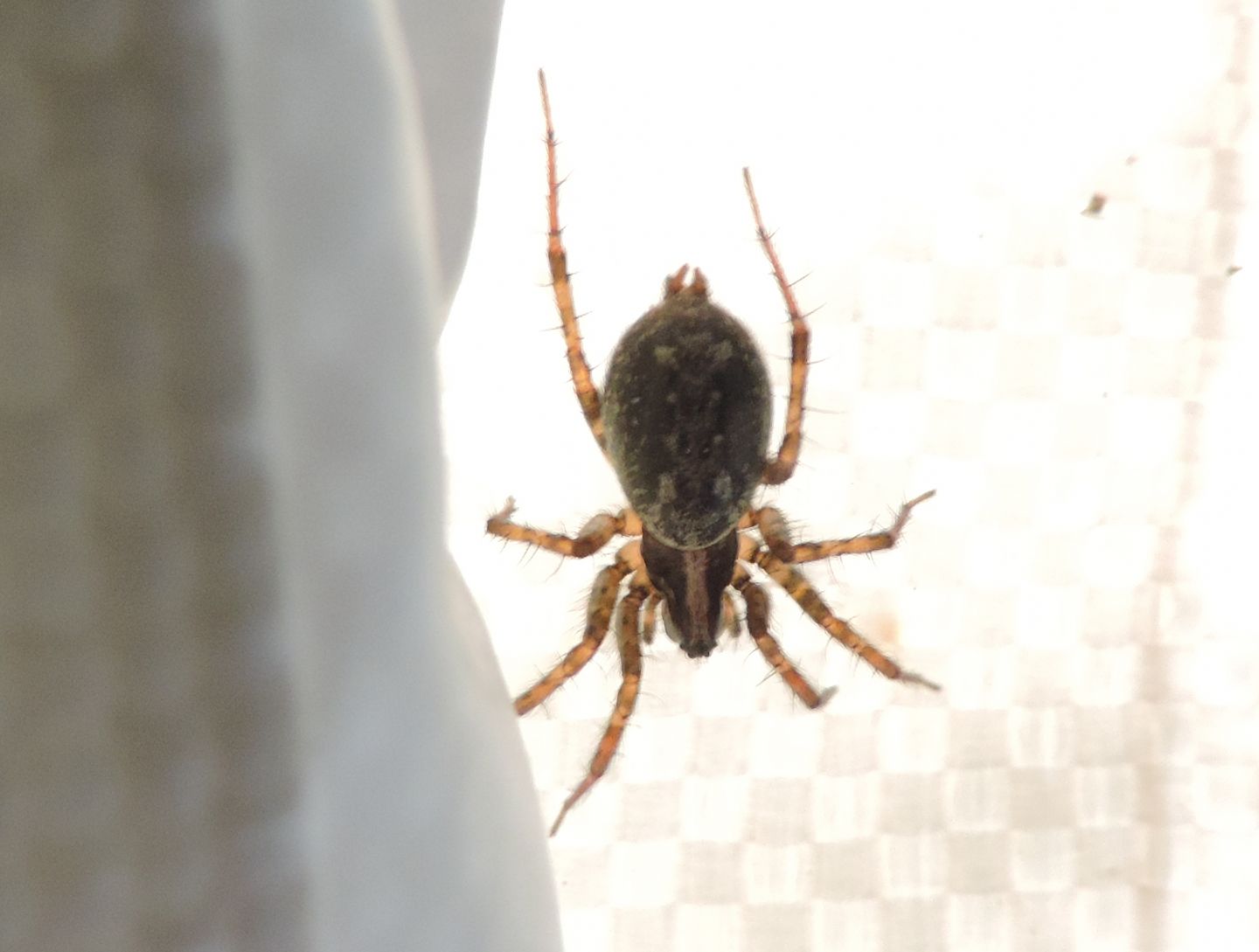 Gnaphosidae?  No, Agelenidae: Textrix sp.  - Salbertrand (TO)