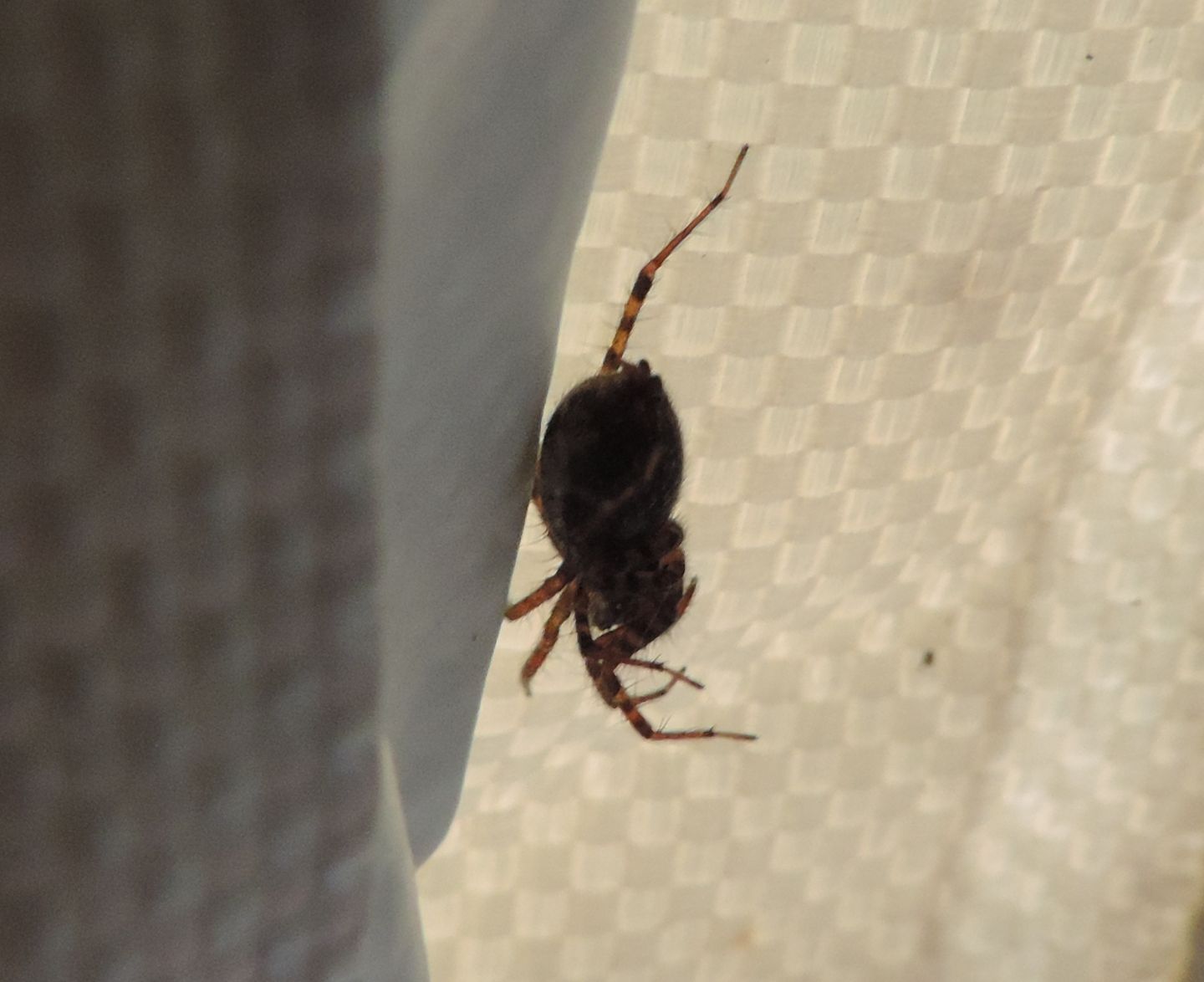 Gnaphosidae?  No, Agelenidae: Textrix sp.  - Salbertrand (TO)