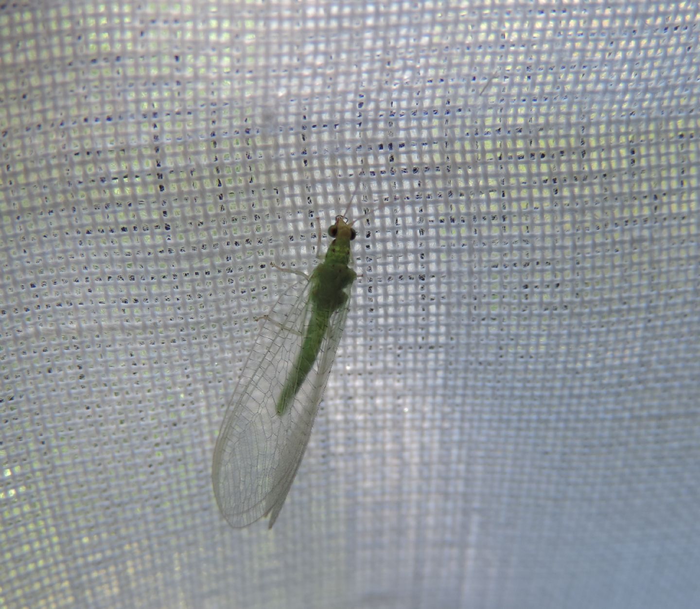 Chrysoperla?  No,  Pseudomallada sp.