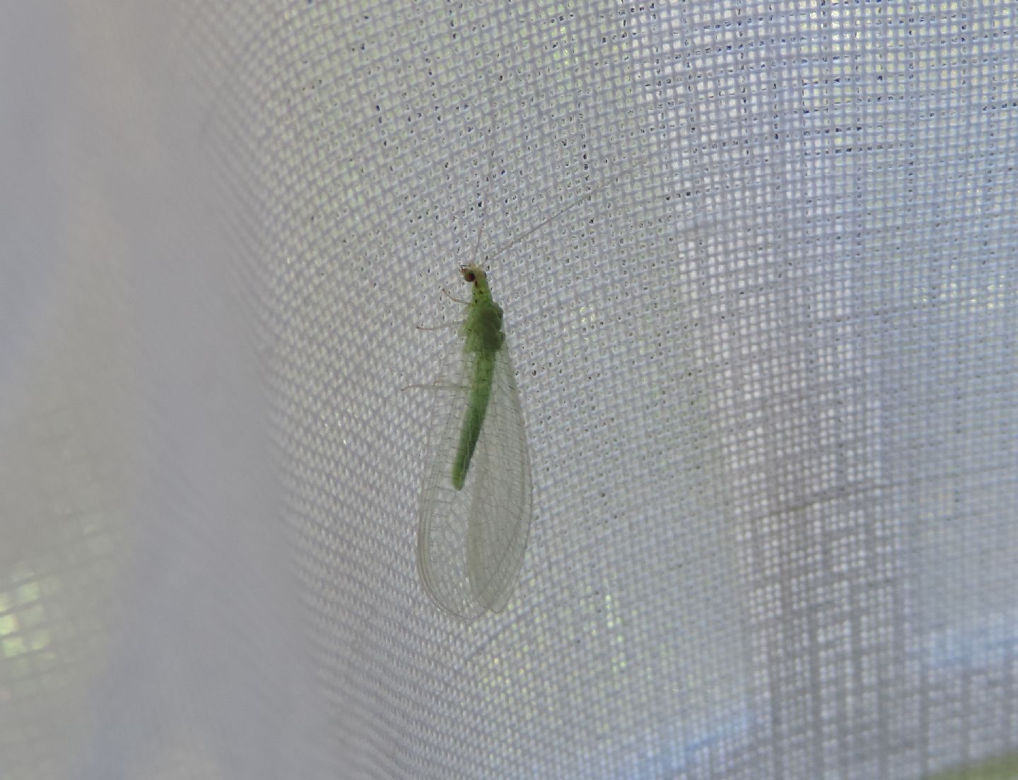 Chrysoperla?  No,  Pseudomallada sp.