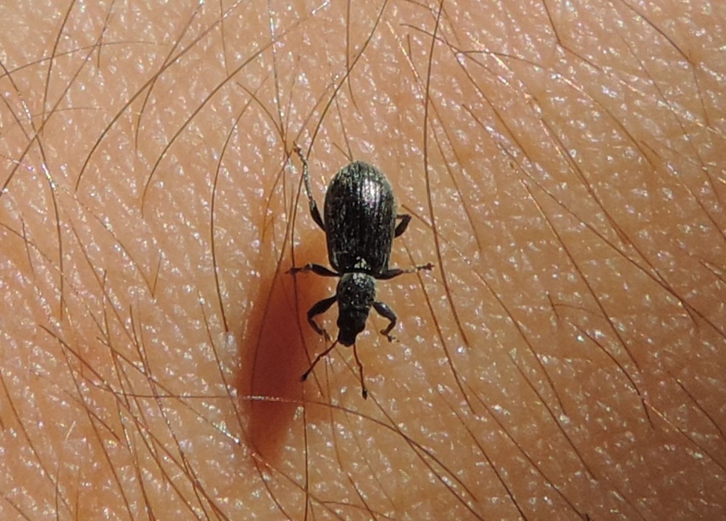 Curculionidae:  Polydrusus?   S, Polydrusus impar